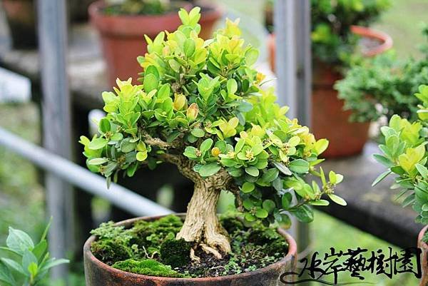 小品黃楊2