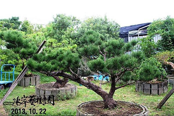 庭園黑松3號