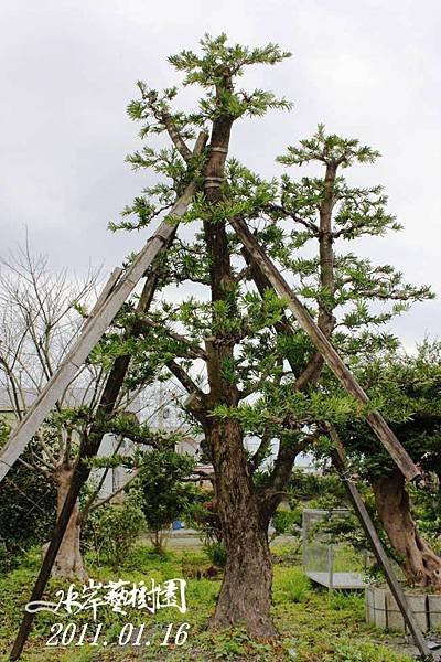 羅漢松2-1號