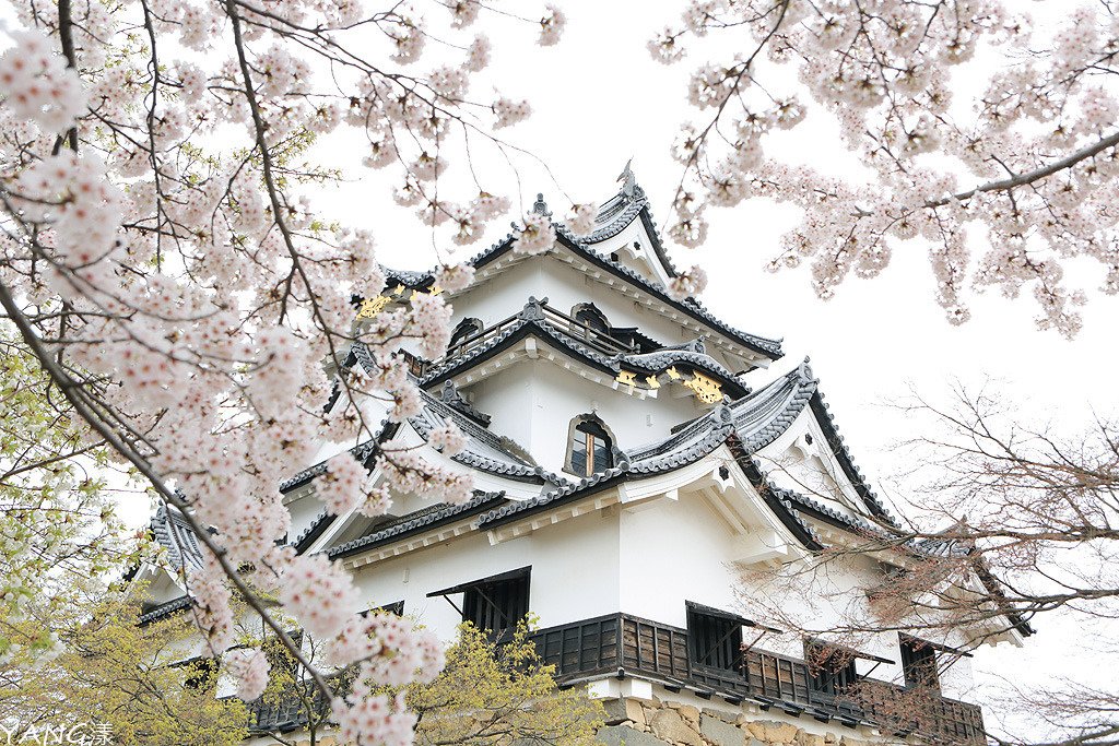 彥根城