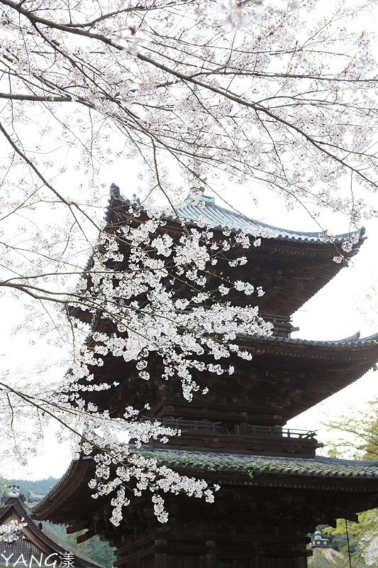 三井寺