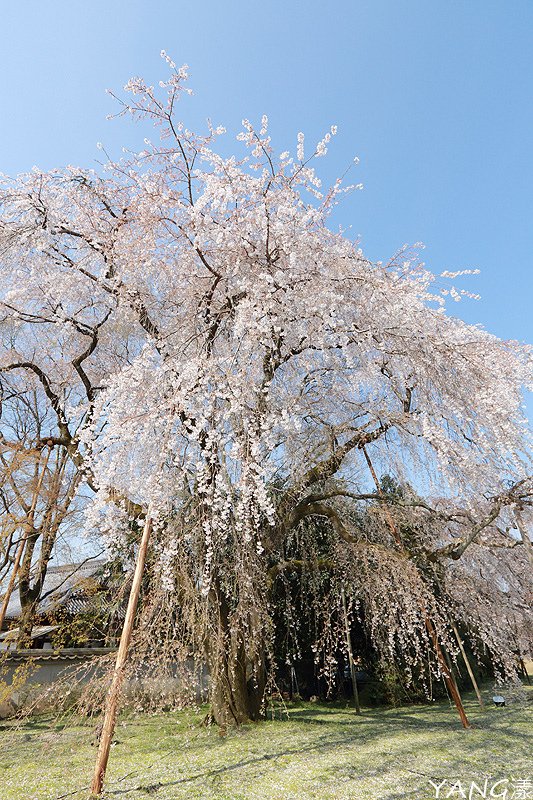 京都醍醐寺