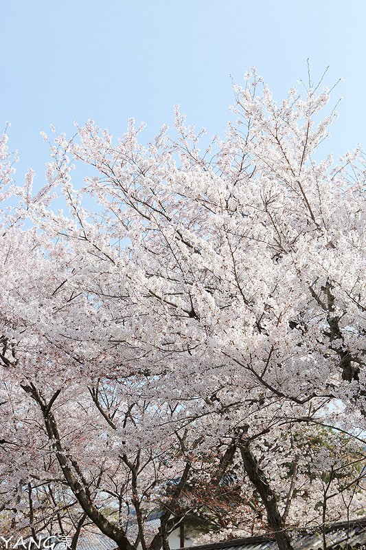 京都醍醐寺