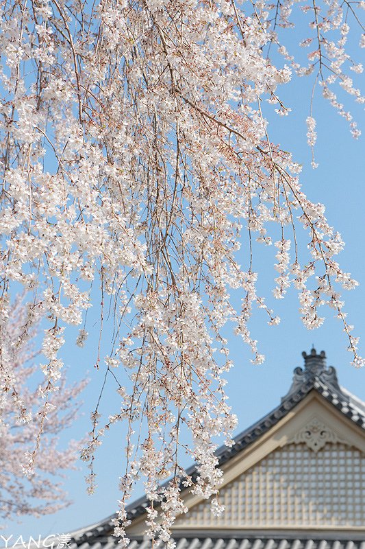 京都醍醐寺