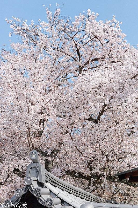 京都醍醐寺