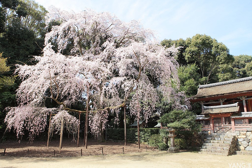 京都醍醐寺