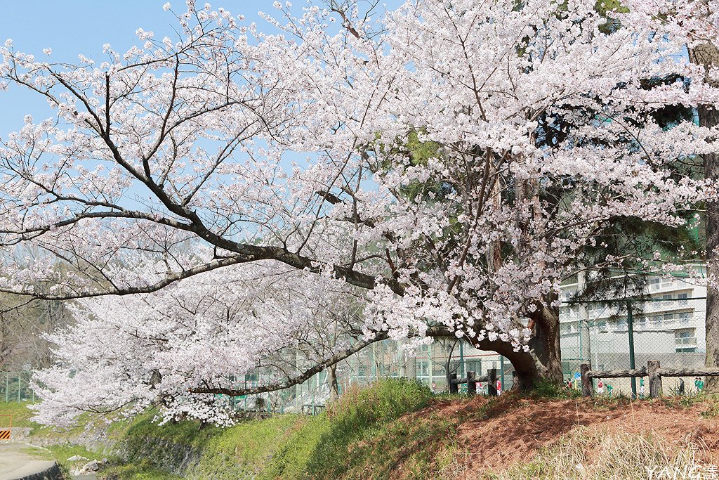 山科疏水