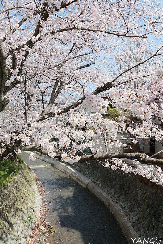 山科疏水