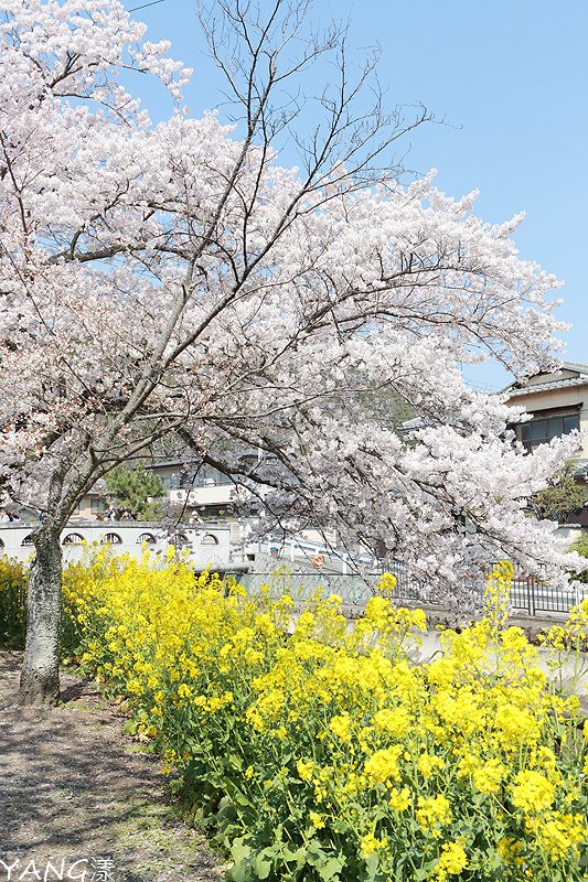 山科疏水