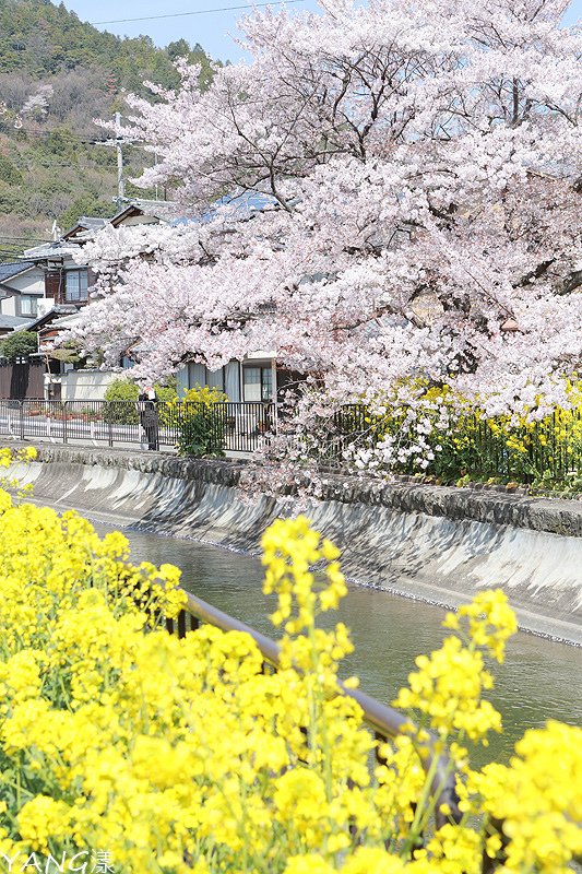 山科疏水