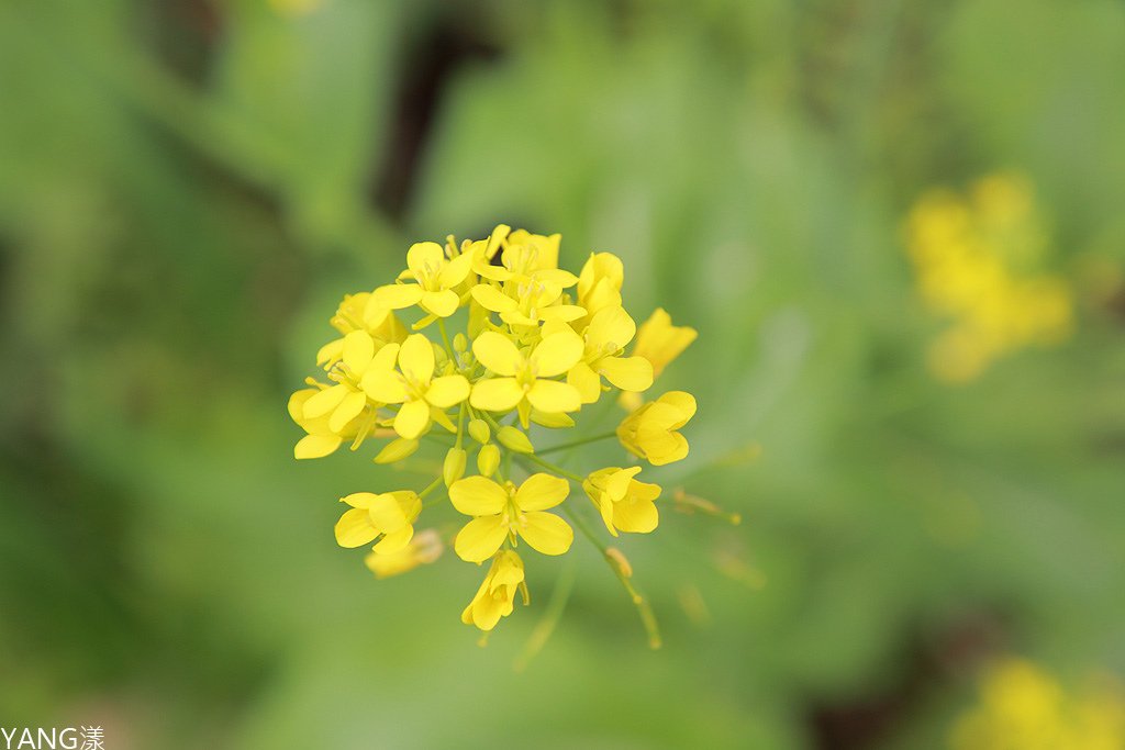 拉拉山秘密花園