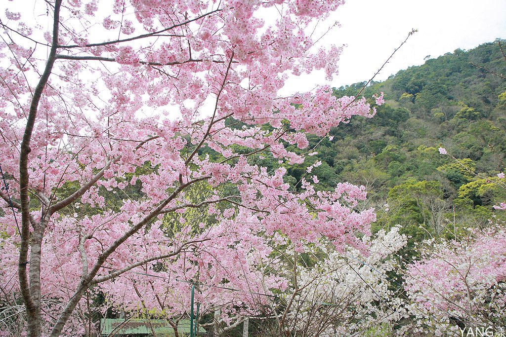 拉拉山秘密花園