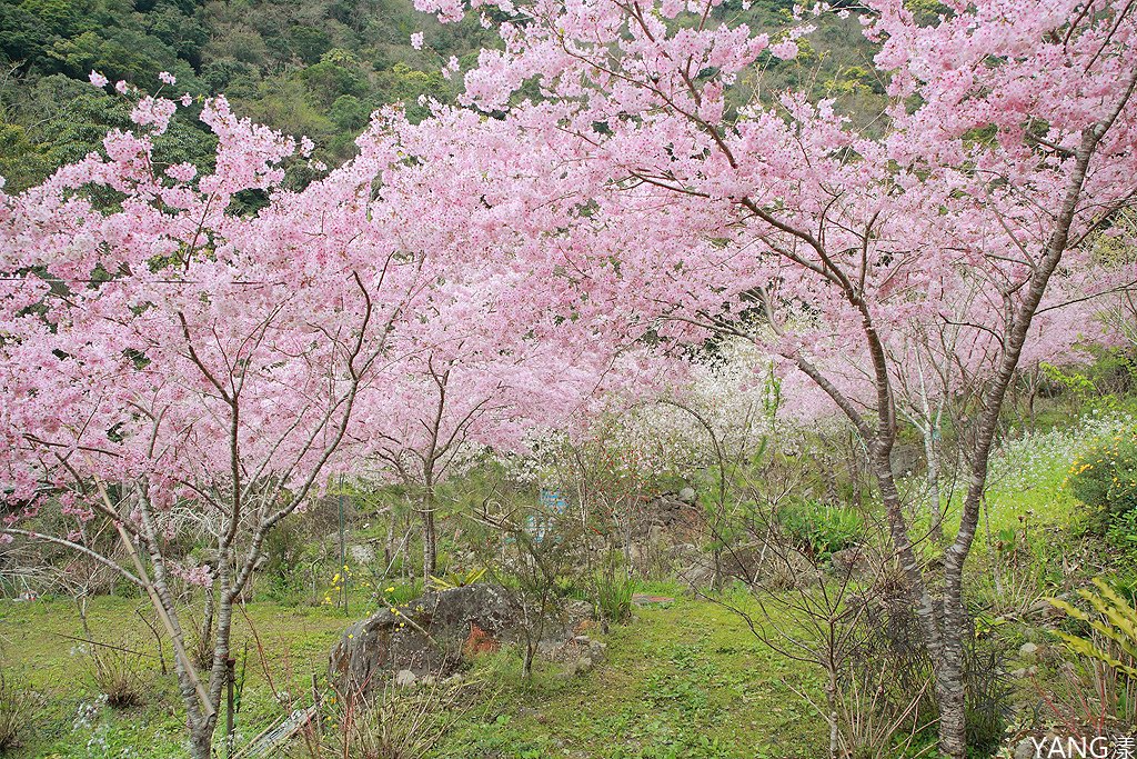 拉拉山秘密花園