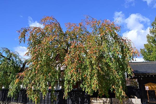 DSC_0808.jpg