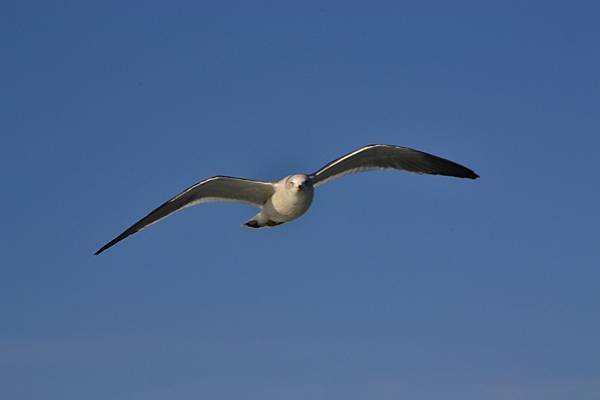 DSC_1116.jpg