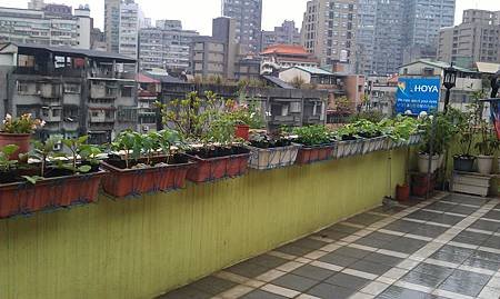 頂樓花，菜，果園