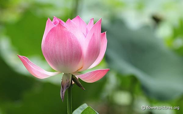 nelumbo-nucifera_1.jpg