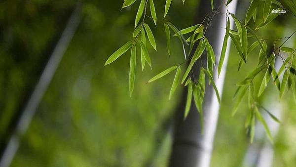 6615-bamboo-1366x768-nature-wallpaper.jpg