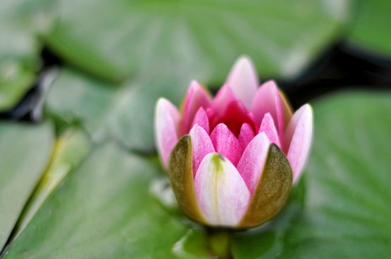 water_lily_50mm_2_514460.jpg