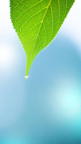 Nature-green-leaf_640x1136_iPhone_5_wallpaper.jpg