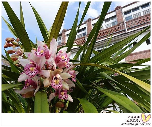 2017鹿谷 (18)