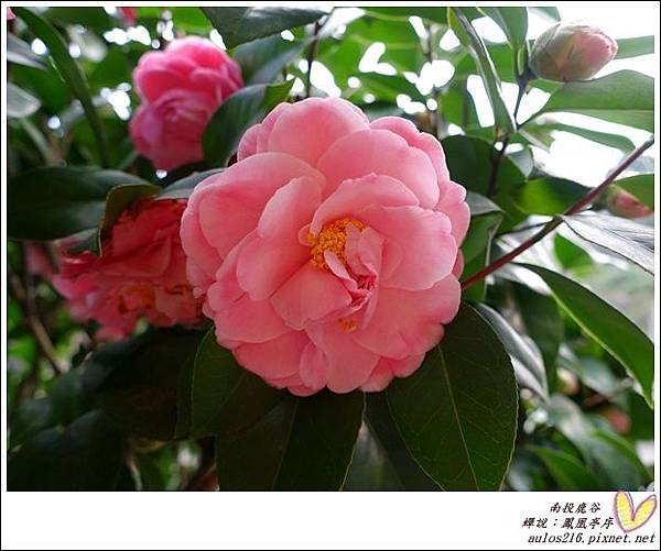 2017鹿谷 (81)