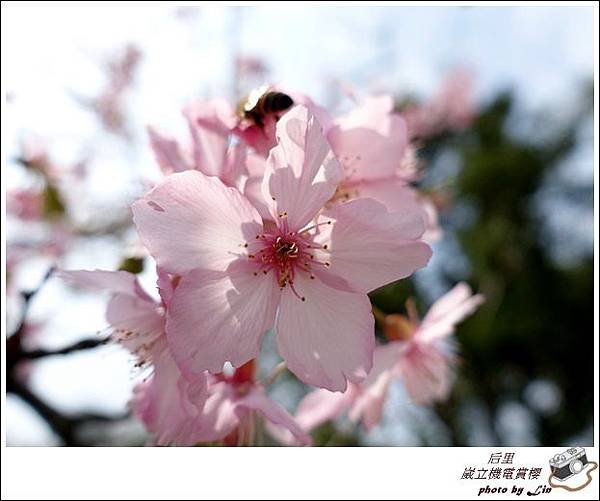 3月葳立機電賞櫻 (326)