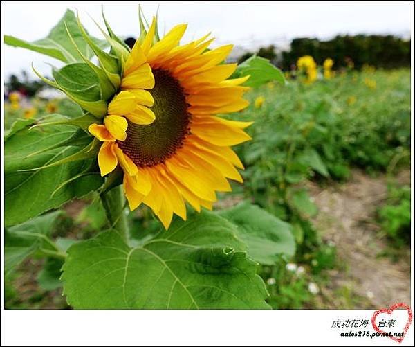 2017新年旅遊 (812)