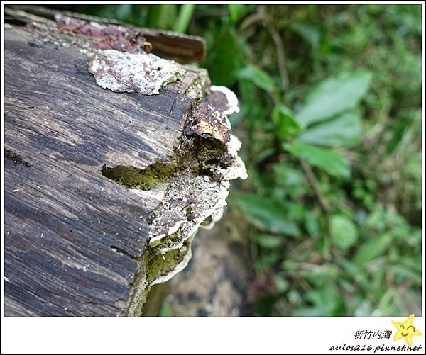 新竹 (13).JPG
