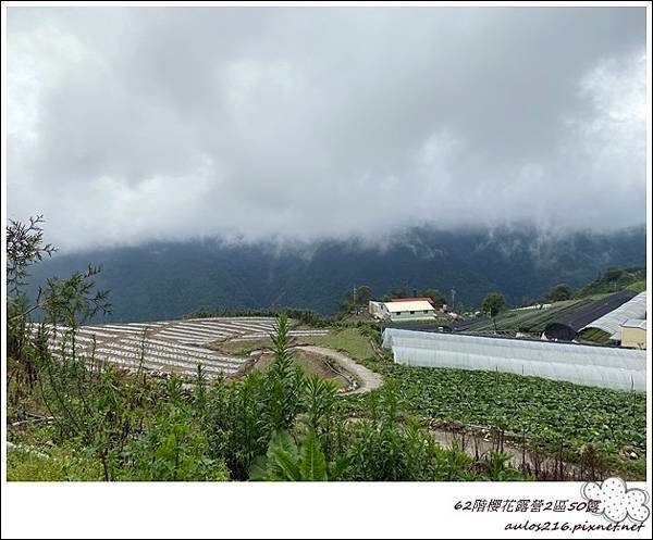 50清境62階櫻花2 (9).JPG