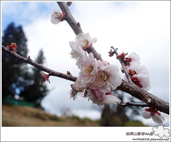 46 福壽山農場 (181).JPG