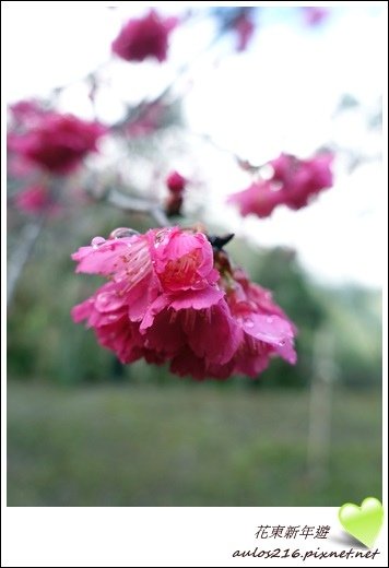 花東新年遊 (173).JPG