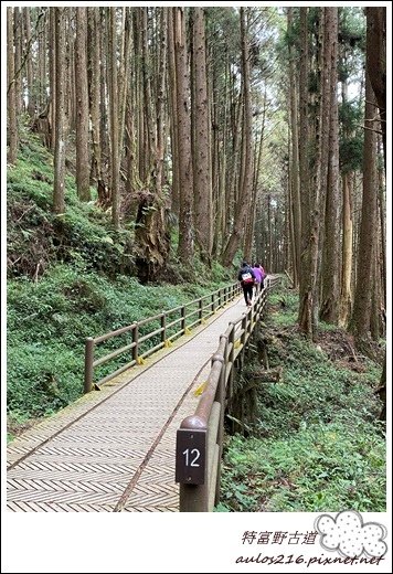 N9 特富野古道 (28).JPG