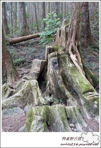 N9 特富野古道 (68).JPG