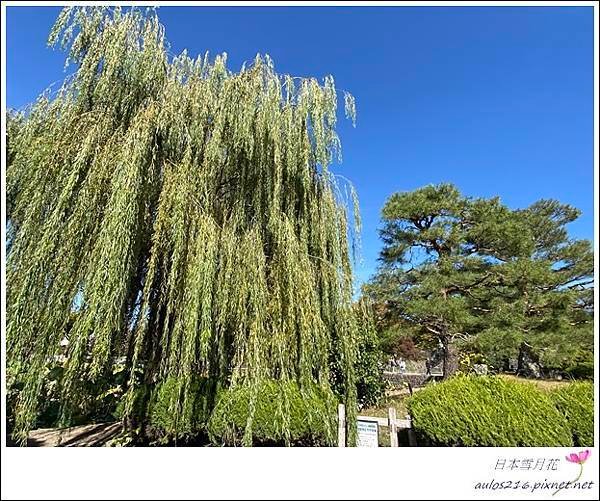 D3北八岳、松本城、大王山葵園   (169).JPG