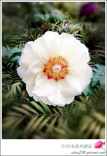 南投2日(雄獅) (460).JPG