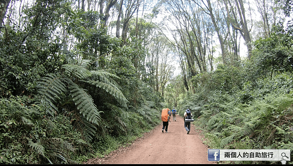 kilimanjaro forest.png