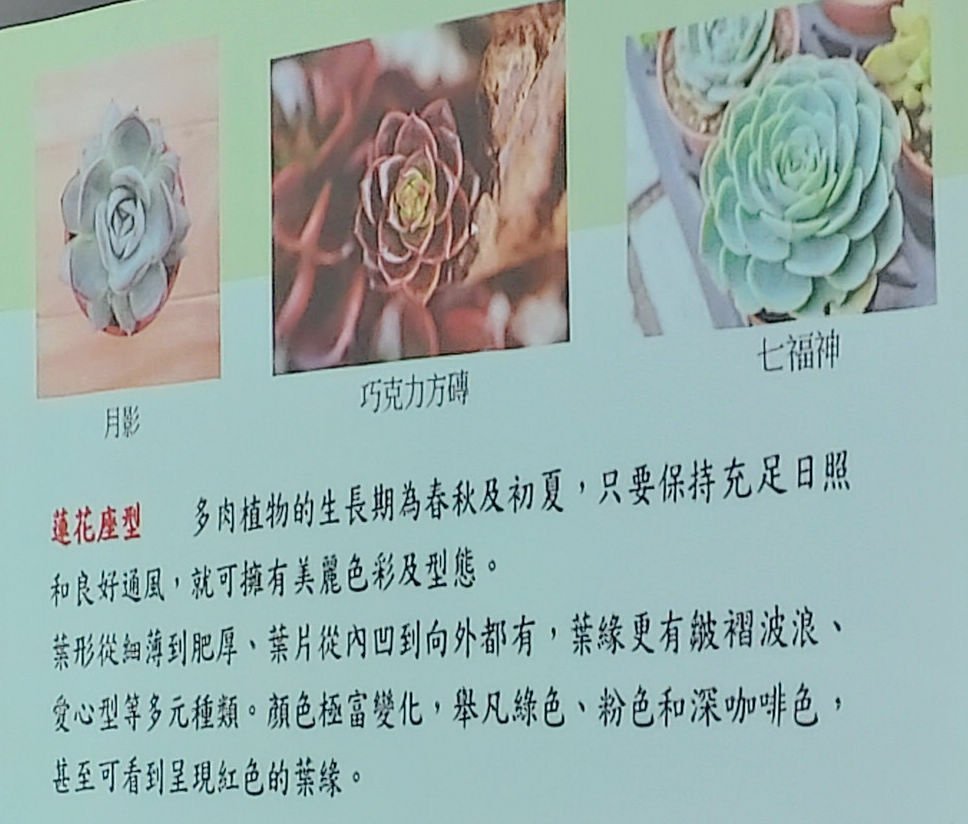 2024-09-02 文山公民會館-快意綠生活~療癒多肉植物