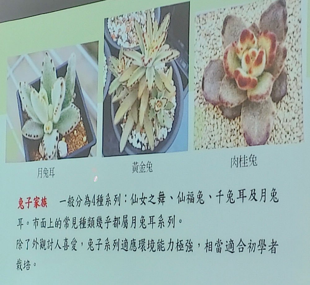 2024-09-02 文山公民會館-快意綠生活~療癒多肉植物