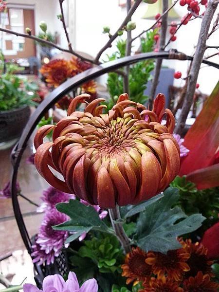 大金沙菊
