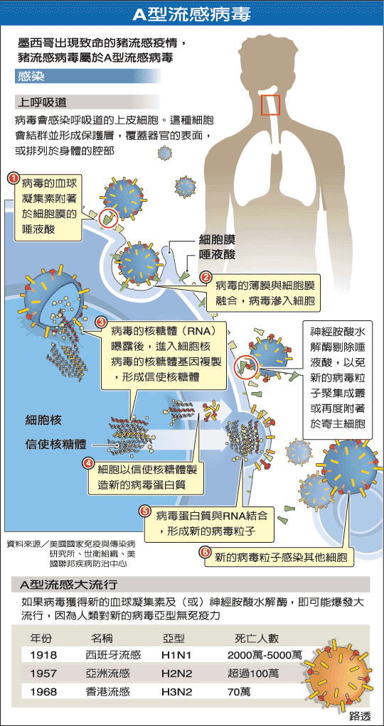 認識H1N1-3.gif