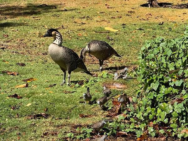 Honolulu Zoo