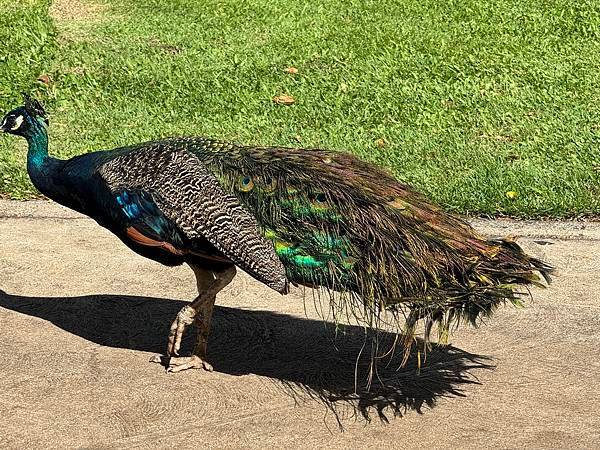 Honolulu Zoo