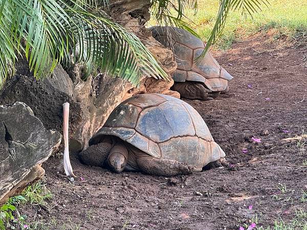 Honolulu Zoo