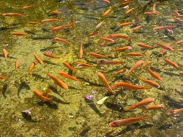 Honolulu Zoo