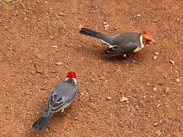 Honolulu Zoo