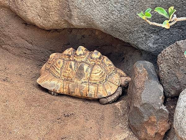 Honolulu Zoo