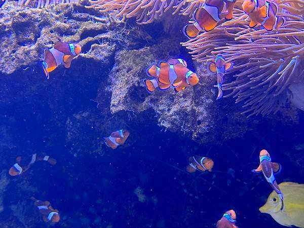 Waikiki Aquarium