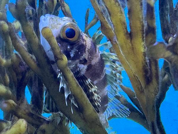 Waikiki Aquarium