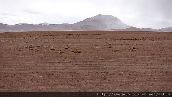 遠遠有一群Vicuna，因為怕驚擾，所以Vicuna都離路邊很遠